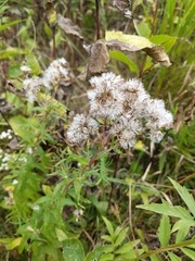 Brickellia eupatorioides
