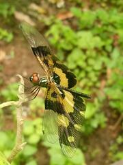 Rhyothemis variegata