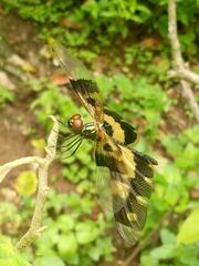 Rhyothemis variegata