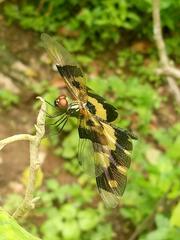 Rhyothemis variegata