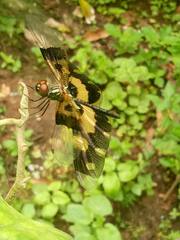 Rhyothemis variegata