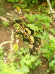 Rhyothemis variegata
