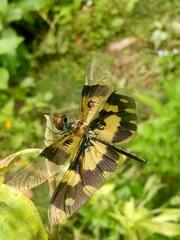 Rhyothemis variegata
