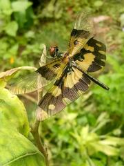 Rhyothemis variegata