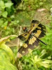 Rhyothemis variegata