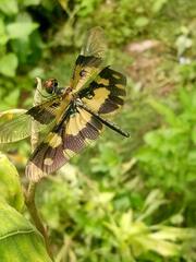 Rhyothemis variegata