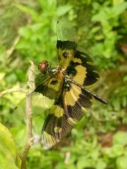 Rhyothemis variegata