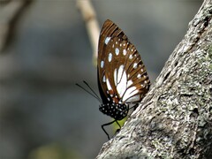 Charaxes wakefieldi