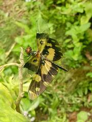 Rhyothemis variegata