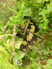 Rhyothemis variegata