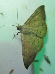 Anticarsia gemmatalis