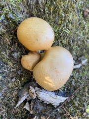 Gymnopilus subspectabilis