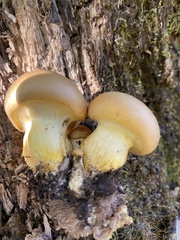 Gymnopilus subspectabilis