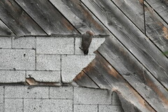 Colaptes auratus luteus × cafer