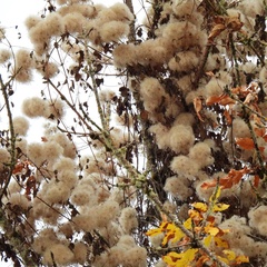 Clematis ligusticifolia