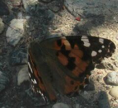 Vanessa cardui