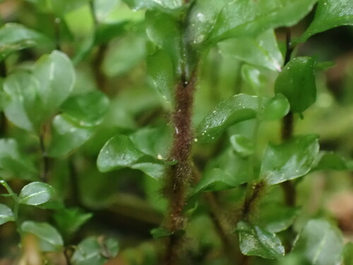 Image of Rhizomnium magnifolium by no rights reserved