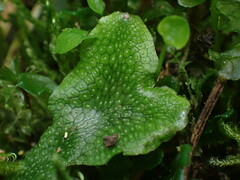 Conocephalum conicum