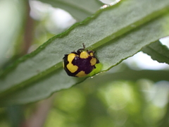 Illeis galbula