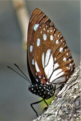 Charaxes wakefieldi