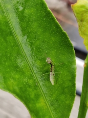 Odontomantis planiceps