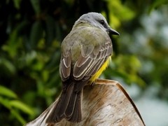 Tyrannus melancholicus