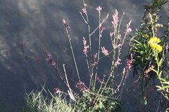 Oenothera suffrutescens