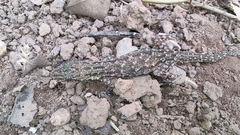 Hemidactylus garnotii