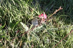 Oenothera suffrutescens