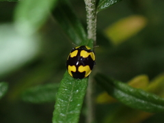 Illeis galbula