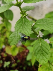 Chrysomya megacephala