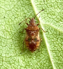 Kleidocerys resedae