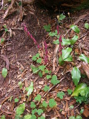 Erythronium montanum