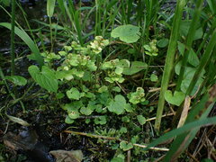 Chrysosplenium tetrandrum
