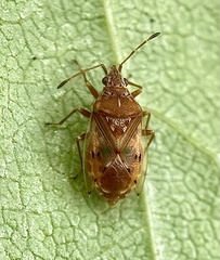 Kleidocerys resedae