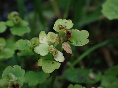 Chrysosplenium tetrandrum