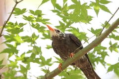Hypsipetes leucocephalus