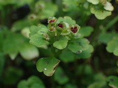 Chrysosplenium tetrandrum