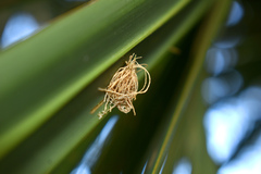 Hemisphaerota cyanea