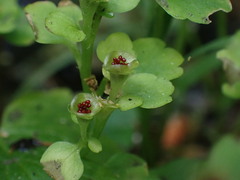 Chrysosplenium tetrandrum