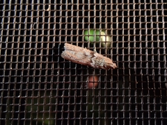 Blastobasis glandulella