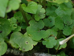 Chrysosplenium tetrandrum