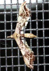 Euthrausta phoenicea
