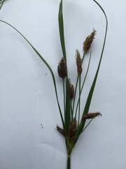 Bolboschoenus laticarpus