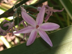 Tulbaghia violacea