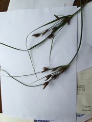 Bolboschoenus laticarpus