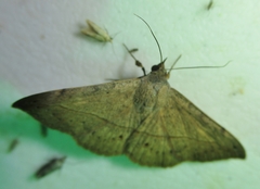 Anticarsia gemmatalis