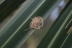 Hemisphaerota cyanea