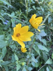 Bidens trichosperma