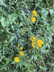 Bidens trichosperma